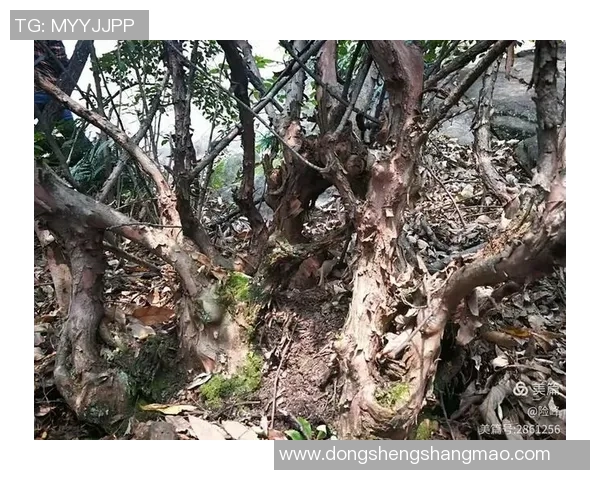 深圳攀岩队心理素质引发热议与争议的背后故事分析 深圳攀岩队心理素质引发热议与争议的背后故事分析